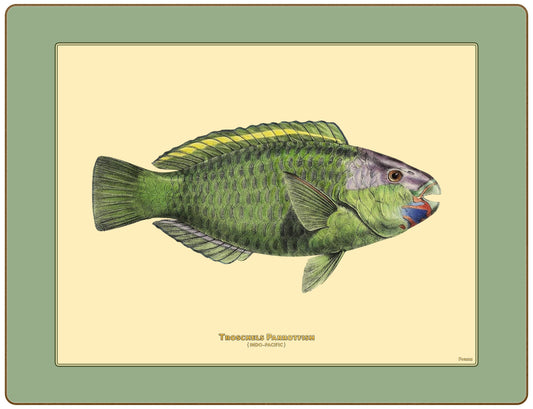 A classic bordered placemat with a beautiful green parrotfish illustration.
