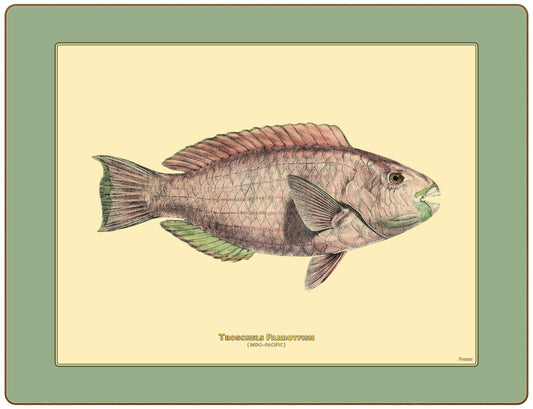 No.1 - The Parrotfish